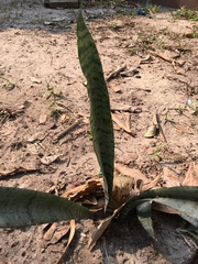 Sansevieria trifasciata
