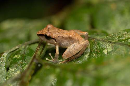 Ravine Robber Frog, Pristimantis pharangobates