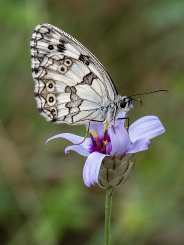 Iberian marbled white