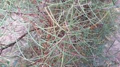 Hakea rostrata