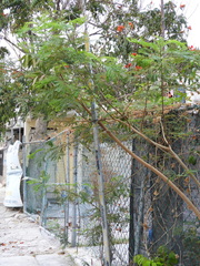 Spathodea campanulata