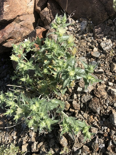 iNaturalist observation photo of sand blazingstar