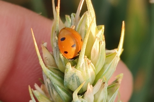 Seven-spotted Lady Beetle