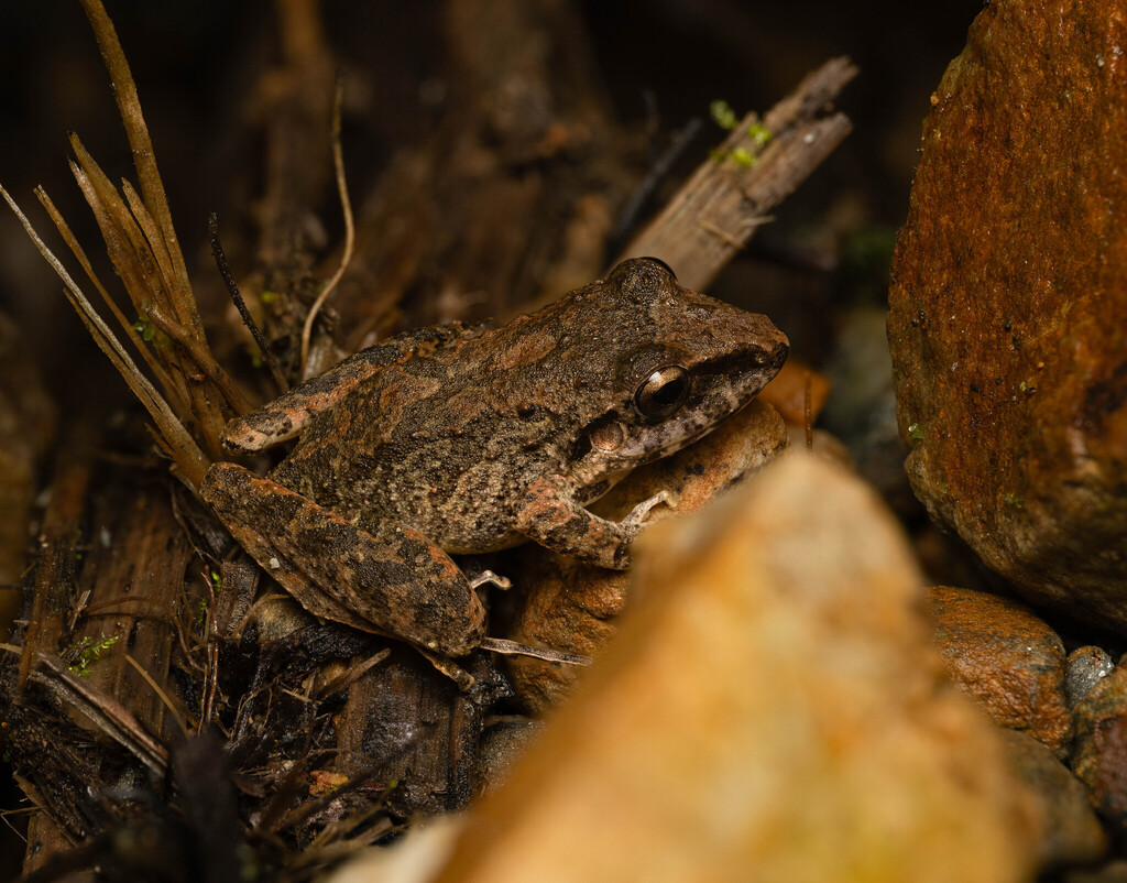 Cuzco robber frog