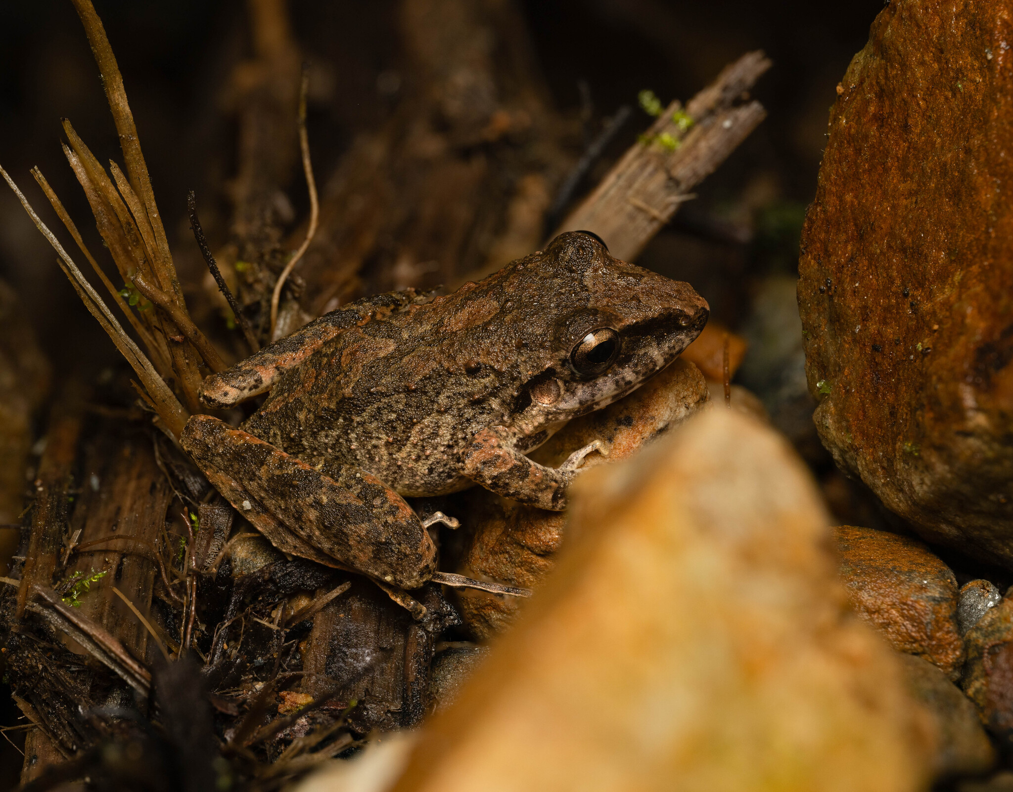 Cuzco robber frog, Pristimantis danae