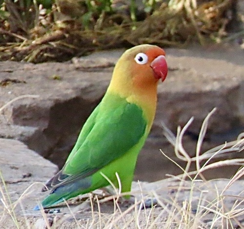 Fischer's Lovebird (Agapornis fischeri), photo 7