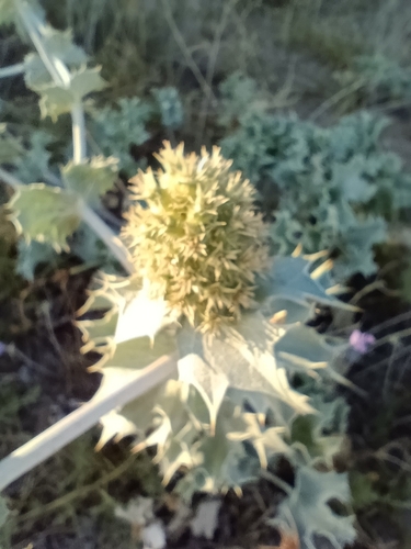 Sea Holly