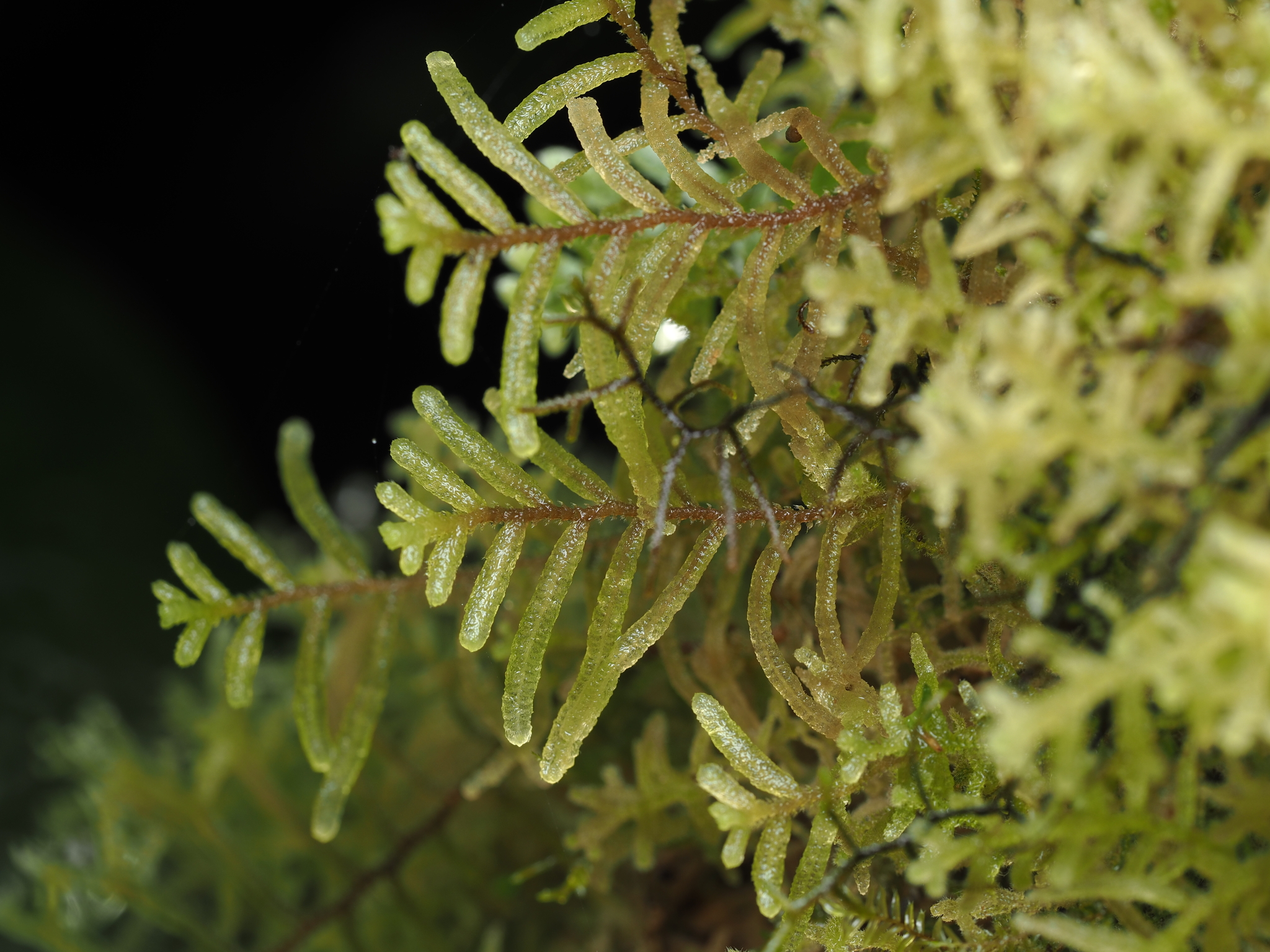 Leiomitra mastigophoroides