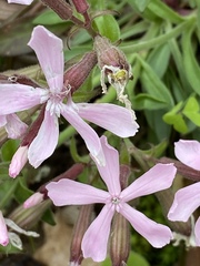 Silene caroliniana