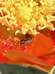 Acmaeodera neglecta neoneglecta