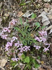 Silene caroliniana