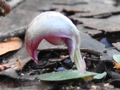Corybas aconitiflorus