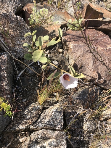 iNaturalist observation photo of Rock Hibiscus