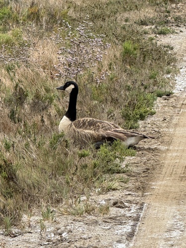 iNaturalist observation photo of Canada Goose