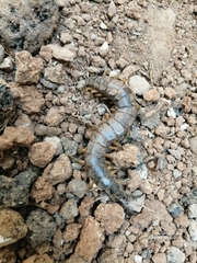 Scolopendra viridis