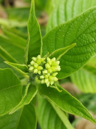 Heliotropium verdcourtii, 2026-06-29