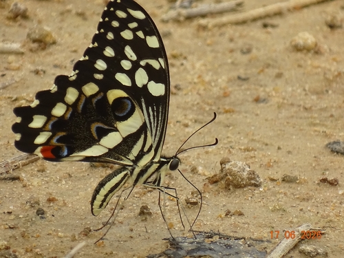 Citrus Swallowtail