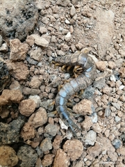Scolopendra viridis