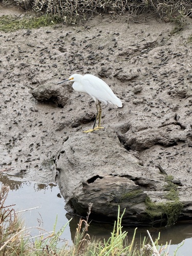 iNaturalist observation photo of Snowy Egret