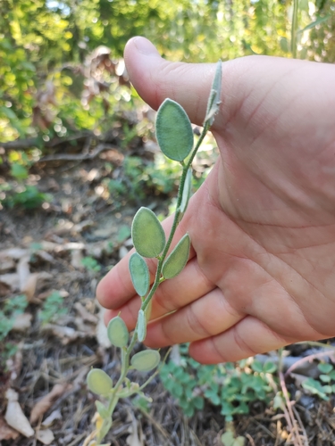 Fibigia clypeata, photograph 3