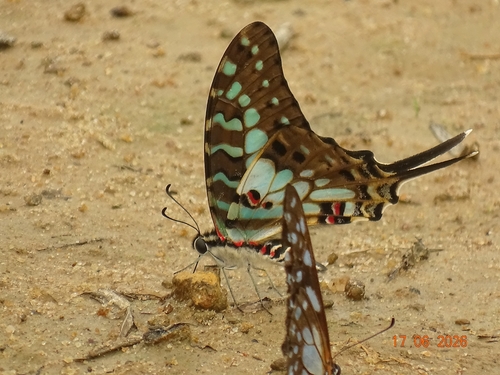 Large Striped Swordtail