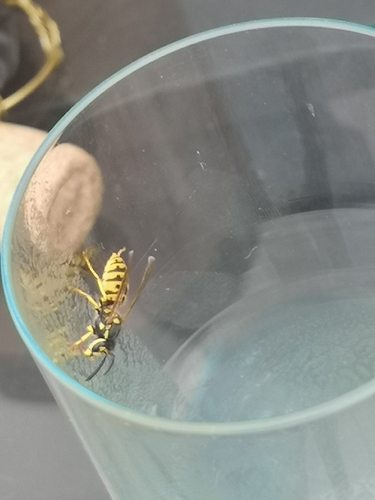 German Yellowjacket