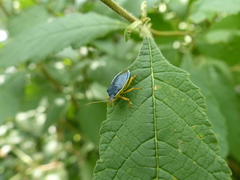 Tynacantha marginata