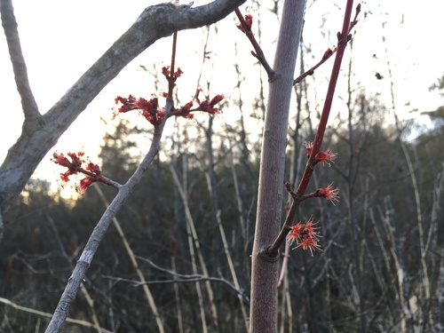 photo of Red Maple (Acer rubrum)
