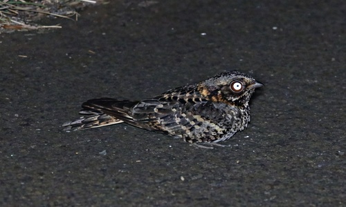 Fiery-necked Nightjar