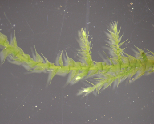 Hygroamblystegium humile, 2026-06-08