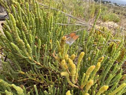 iNaturalist observation photo of Western Pygmy-Blue