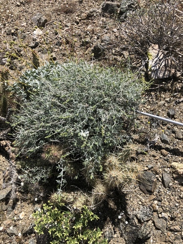 iNaturalist observation photo of Burrobush