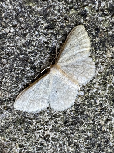 Idaea politaria