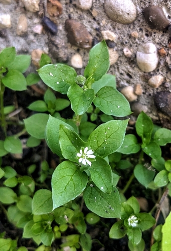common chickweed