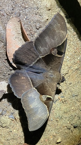 Cyligramma fluctuosa