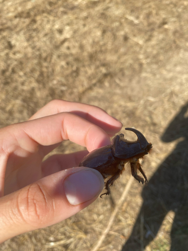 Iberian rhinoceros beetle