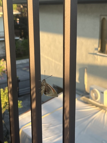 Palm Moth