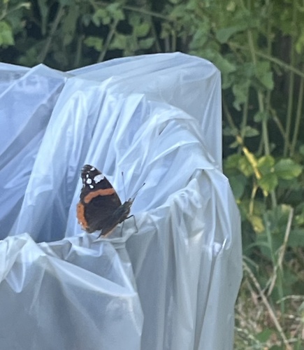 Red Admiral