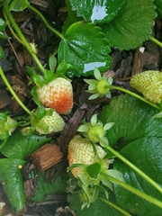 Fragaria × ananassa