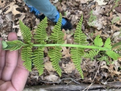 Osmunda claytoniana
