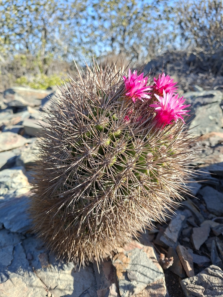 Eriosyce litoralis, La Ligua, Valparaíso, Chile