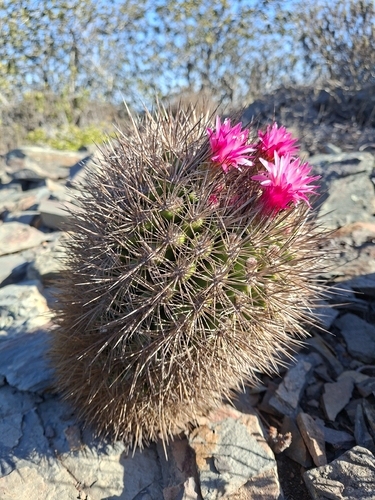 Eriosyce litoralis