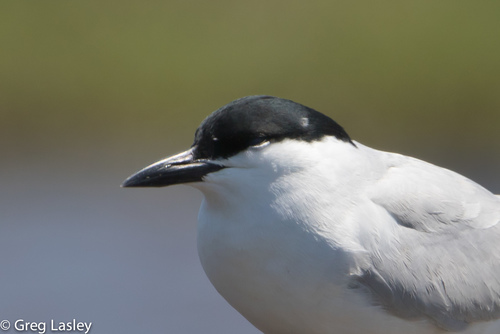 Gull-billed Tern