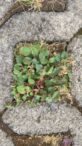 Cotoneaster dammeri