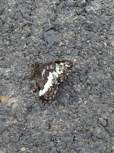 Great Banded Grayling
