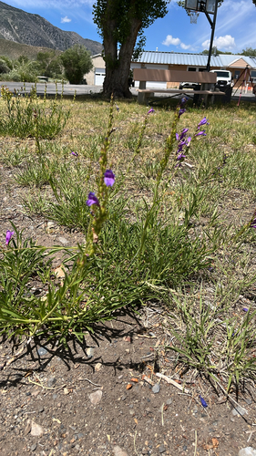 iNaturalist observation photo of beardtongues