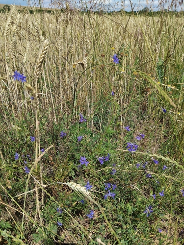 Forking Larkspur