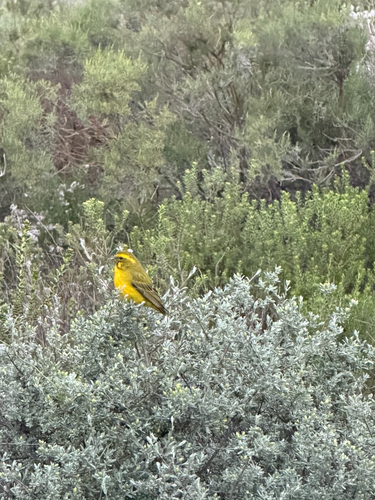Yellow Canary