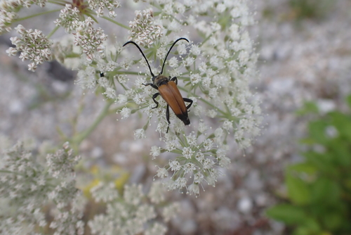 tawny longhorn beetle