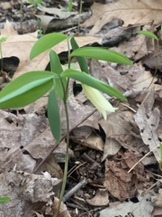 Uvularia sessilifolia